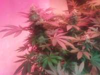 Imagen de BuddyJunior420 (Moby Dick Nr2)