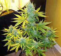 Imagen de hoppmann (Moby Dick XXL Autoflowering)