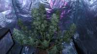 Imagen de ThinkDifferent (Moby Dick XXL Autoflowering)