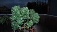 Dinafem Moby Dick XXL Autoflowering - foto de ThinkDifferent