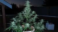 Imagen de ThinkDifferent (Moby Dick XXL Autoflowering)