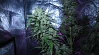 Imagen de ThinkDifferent (Moby Dick XXL Autoflowering)