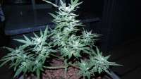 Dinafem Moby Dick XXL Autoflowering - foto de ThinkDifferent