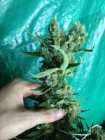 Imagen de FaV51 (Power Kush)