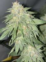 Imagen de MaryGotGas (Purple Moby Dick)