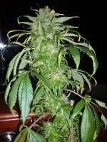 Imagen de merlin (Santa Sativa)