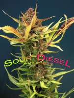 Dinafem Sour Diesel Autoflowering - foto de StrainTrain