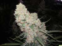 Imagen de kappkillero187 (Sour Diesel Autoflowering)