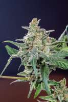 Imagen de Mortadelo (Sweet Deep Grapefruit)