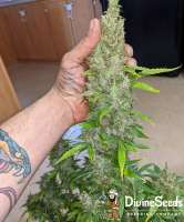 Divine Seeds Auto Big Demon - foto de DivineSeedsSupport