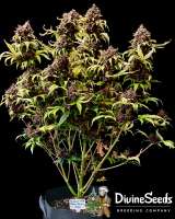 Imagen de DivineSeedsSupport (Auto Black Opium)