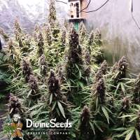 Divine Seeds Auto Black Opium - foto de DivineSeedsSupport