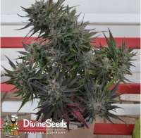 Divine Seeds Auto Deadryder - foto de DivineSeedsSupport