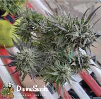 Divine Seeds Auto Deadryder - foto de DivineSeedsSupport