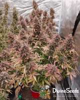 Divine Seeds Auto Purple Opium - foto de DivineSeedsSupport