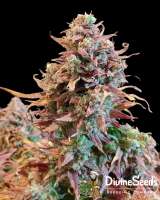 Divine Seeds Auto Purple Opium - foto de DivineSeedsSupport