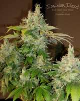 Dominion Seed Company Dominion Diesel - foto de HydroOrganicFla