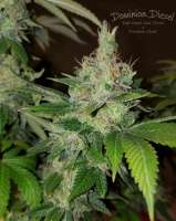 Imagen de HydroOrganicFla (Dominion Diesel)