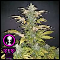 Imagen de DomusSeeds (Alien Chocolate)