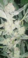 Dr. Greenthumb Iranian Cindy 99 - foto de CaliBuddGrades