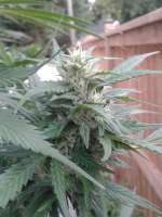 Dr. Greenthumb Iranian G13 - foto de Ziggster420