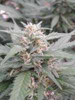 Dr. Greenthumb Iranian G13 - foto de Ziggster420