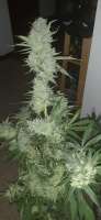 Dr. Greenthumb Trainwreck - foto de AntidoteMan