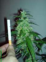 Dr. Hemps Seeds Poco Loco - foto de jloco