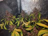 Imagen de oldeschool (AutoBlackberry Kush)