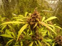 Imagen de kyuss (AutoBlackberry Kush)