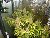 Imagen de kyuss (AutoBlackberry Kush)