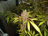 Dutch Passion AutoBlackberry Kush - foto de kyuss