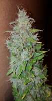 Imagen de BudBro (Auto Critical Orange Punch)