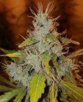 Imagen de BudBro (Auto Critical Orange Punch)