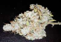 Imagen de BudBro (Auto Critical Orange Punch)