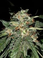 Imagen de GardenShow (Auto Critical Orange Punch)