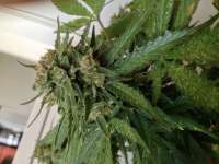 Imagen de GuerillaPsycho (Auto Glueberry OG)