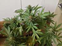 Imagen de GuerillaPsycho (Auto Glueberry OG)