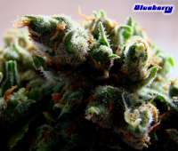 Imagen de Farma (Blueberry)