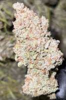 Dutch Passion Blueberry - foto de Bdman23