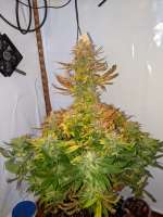 Dutch Passion CBD Charlotte’s Angel - foto de NordischbyNature