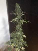 Imagen de nygrr (CBD Skunk Haze)