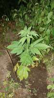 Imagen de GuerillaSaar (Durban Poison)