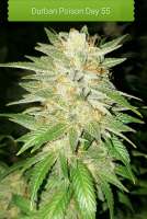 Imagen de Redac (Durban Poison)