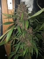 Imagen de Virke (Durban Poison)