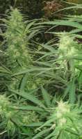 Dutch Passion Frisian Dew - foto de Roadkill420