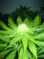 Imagen de HBGrower (Orange Bud)