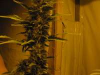 Imagen de greendoc (Orange Bud)