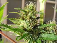 Imagen de greendoc (Orange Bud)