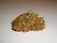 Imagen de SativaFred (Orange Bud)